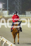 2026_PACEPIX_GP27032026_RACE4_DelightfulPeg_WIN_WEB-38