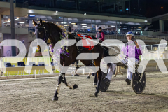 Harry Capararo Westbred 4&5yo - Loch Tay