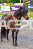 2026_Pacepix_GP17042026_PonyTrot1_WEB-44