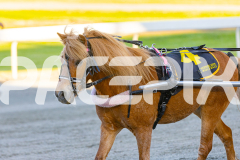 2025_PACEPIX_GP07112025_PonyTrot1_WIN_WEB-29