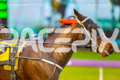 2025_PACEPIX_GP05082025_RACE1_AmericanMonarch_WIN_WEB-10