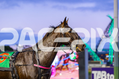 RACE 1 - Arista
