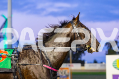 2026_PACEPIX_GP12062026_RACE1_Arista_WIN_WEB-28