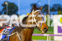 2025_PACEPIX_GP15072025_Race1_BeeKind_WIN_WEB-12