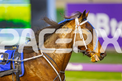 2025_PACEPIX_GP15072025_Race1_BeeKind_WIN_WEB-8