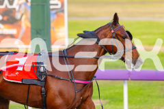 2025_Pacepix_GP31132025_Race1_BoyBlue_WIN_WEB-24