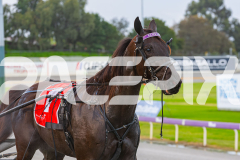 2025_PACEPIX_GP05092025_RACE1_Caberneigh_WIN_WEB-30