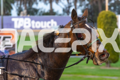 2025_PACEPIX_GP18062025_RACE1_CANDY-APPLE_WIN_WEB-8