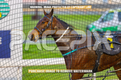 2026_Pacepix_GP07082026_Race1_CaptainStirling_WIN_WEB-15