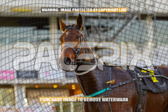 2026_Pacepix_GP07082026_Race1_CaptainStirling_WIN_WEB-18