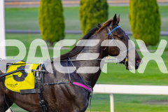 2026_PACEPIX_GP10072026_Race1_CaptainsCreek_WIN_WEB-14