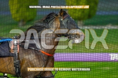 2026_PACEPIX_GP18092026_RACE1_CHACOEAGLE_WIN_WEB-14