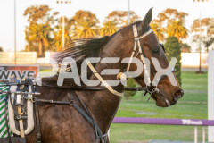 Codename-Marcus_15-08-2025_WIN_Gloucester-Park_1__10
