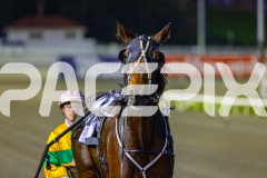 2026_PACEPIX_GP05062026_RACE1_CopperHeadLady_WIN_WEB-15