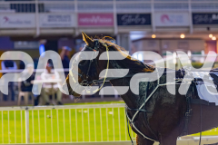 2026_PACEPIX_GP05062026_RACE1_CopperHeadLady_WIN_WEB-18
