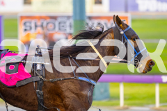 2025_PACEPIX_GP01082025_RACE1_CopyCatQueen_WIN_WEB-8