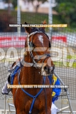 2026_PACEPIX_GP09102026_RACE1_DMac_WIN_WEB-18