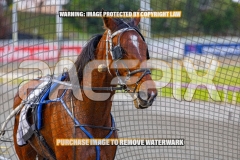2026_PACEPIX_GP09102026_RACE1_DMac_WIN_WEB-19
