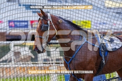 2026_PACEPIX_GP09102026_RACE1_DMac_WIN_WEB-22