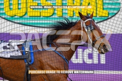 2026_PACEPIX_GP09102026_RACE1_DMac_WIN_WEB-4