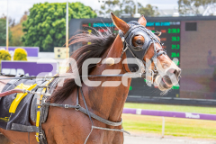 Elvira-Jane_05-11-2025_WIN_Gloucester-Park_1__12