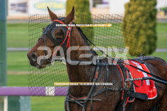 Fuego-Cruzado_04-08-2026_WIN_Gloucester-Park_1__01_1