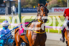 2026_PACEPIX_GP03032026_RACE1_GracefulShark_WIN_WEB-11