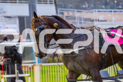 2026_PACEPIX_GP17072026_RACE1_HezTheBoss_WIN_WEB-23