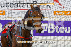 2026_PACEPIX_GP25082026_RACE1_ImCatestrophic_WIN_WEB-17