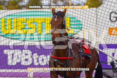 2026_PACEPIX_GP25082026_RACE1_ImCatestrophic_WIN_WEB-22