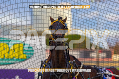 2026_PACEPIX_GP25082026_RACE1_ImCatestrophic_WIN_WEB-23