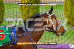 2026_PACEPIX_GP28082026_Race1_ImStealthy_WIN_WEB-9