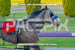 2026_PACEPIX_GP22092026_RACE1_Itsoktobegrey_WIN_WEB-14