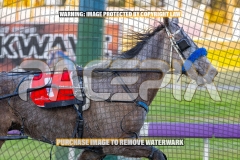 2026_PACEPIX_GP22092026_RACE1_Itsoktobegrey_WIN_WEB-7