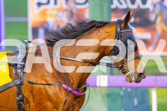 2025_PACEPIX_GP04072025_Race1_LadyCamel_WIN_WEB-10