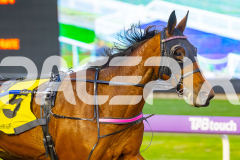 2025_PACEPIX_GP04072025_Race1_LadyCamel_WIN_WEB-2