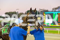 2025_PACEPIX_GP16052025_Race1_LionQueen_WIN_WEB-12