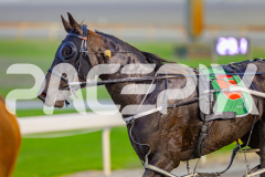 2025_PACEPIX_GP16052025_Race1_LionQueen_WIN_WEB-8
