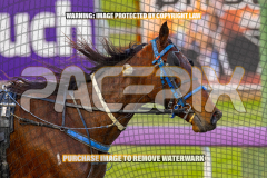 2026_Pacepix_GP14082026_Race1_LuckyCopy_WIN_WEB-10