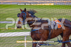 2026_Pacepix_GP14082026_Race1_LuckyCopy_WIN_WEB-12