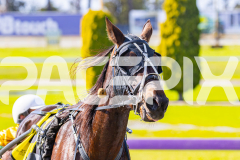 2025_PACEPIX_GP28072025_Race1_MaPetiteDane_WIN_WEB-28