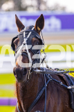 2025_PACEPIX_GP28072025_Race1_MaPetiteDane_WIN_WEB-6