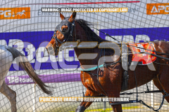 2024_PACEPIX_GP23012024_Race1_TheWildcard_WEB-162026_PACEPIX_GP27072026_RACE1_NeveleArma_WIN_WEB