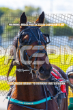 2024_PACEPIX_GP23012024_Race1_TheWildcard_WEB-192026_PACEPIX_GP27072026_RACE1_NeveleArma_WIN_WEB