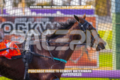 2024_PACEPIX_GP23012024_Race1_TheWildcard_WEB-42026_PACEPIX_GP27072026_RACE1_NeveleArma_WIN_WEB