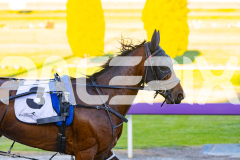 2025_PACEPIX_GP07112025_Race1_NutbushGirl_WIN_WEB-18