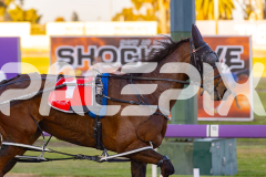 2025_Pacepix_GP30092025_Race1_NutbushGirl_WIN_WEB-16