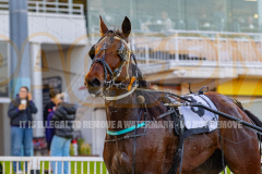 2_2026_PACEPIX_GP24072026_RACE1_PreciousGem_WIN_WEB-15