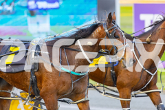 2025_PACEPIX_GP29082025_RACE1_Rebline_WIN_WEB-7