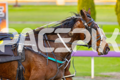 2025_PACEPIX_GP29082025_RACE1_Rebline_WIN_WEB-8